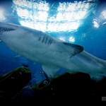 During my dive, one of these sand tiger sharks kept swimming right up to us.