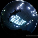 A hammerhead shark swims through the whale shark exhibit. 