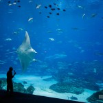 A giant manta shows off for the audience at the whale shark tank.