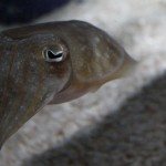 A cuttlefish investigates me and my camera. 