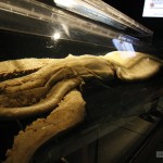 Giant squid carcass 