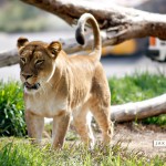 Wild Animal Park: a female lion on the prowl. 