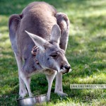 Wild Animal Park: Kangaroo treat