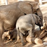 Wild Animal Park: I don't know why, but I'm digging the leg up pose the little elephant is striking