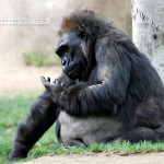 Wild Animal Park: the fattest gorilla I've ever seen, and I've seen like 7 million