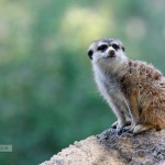 Wild Animal Park: guard duty on a Sunday afternoon