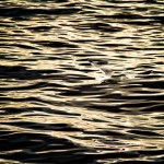 Gull at sunset, on the water outside Dana Point