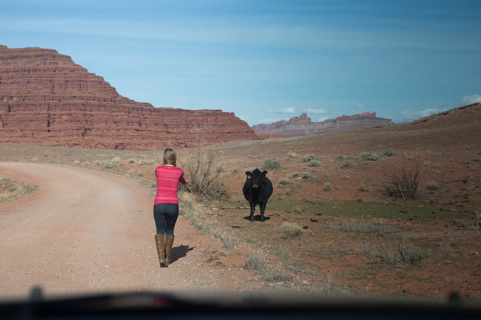 Canyonlands cow