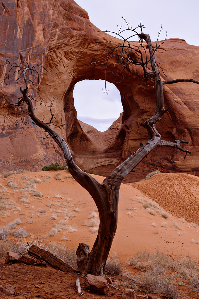 Tree and arch, Monument Valley