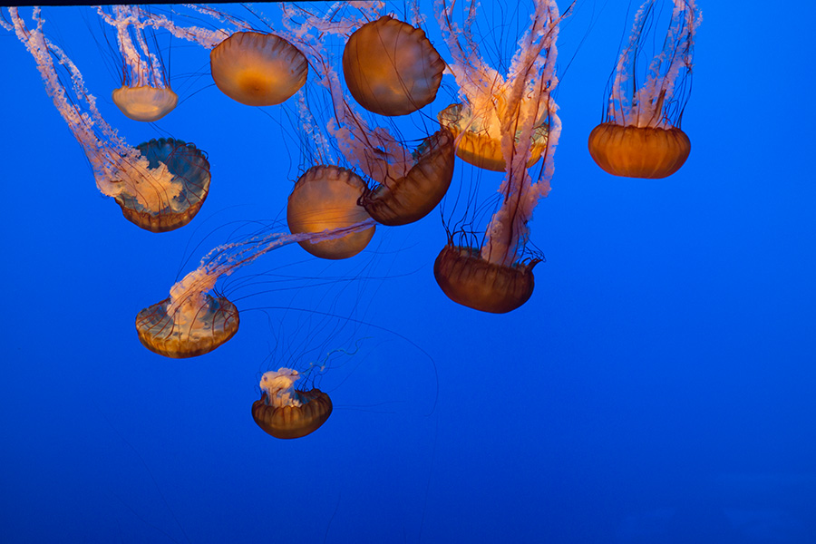 Jellyfish