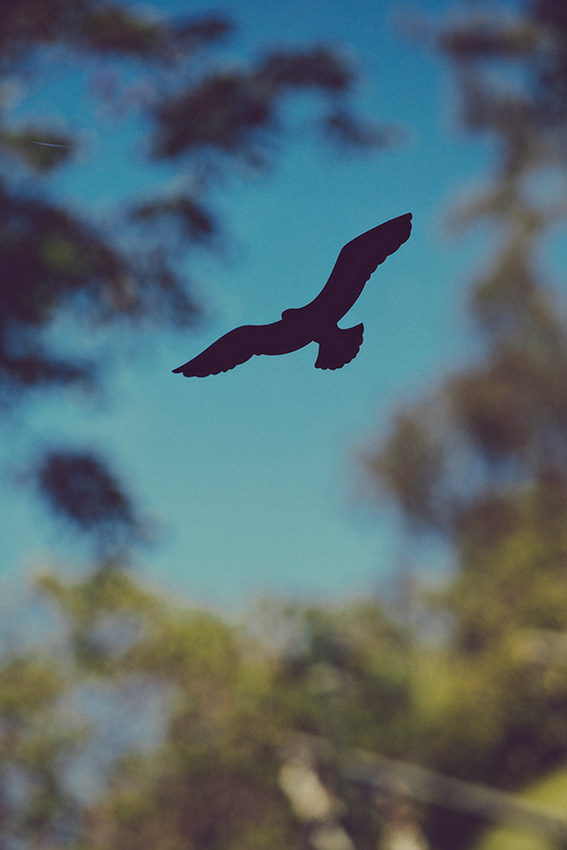 Bird silhouette
