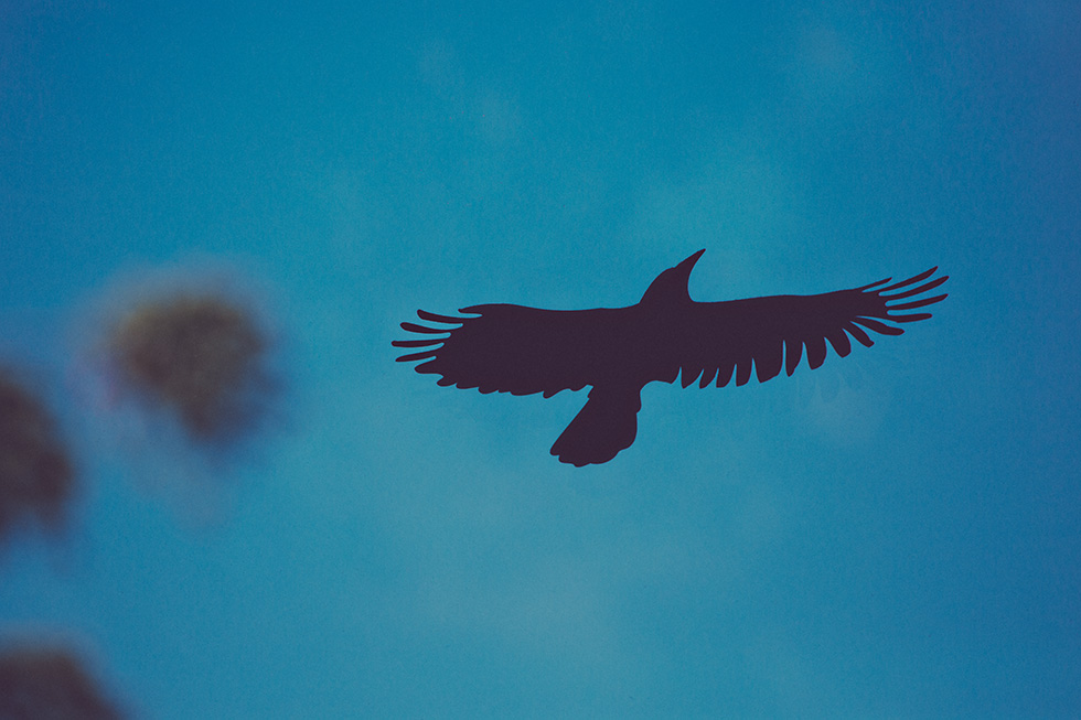 Bird silhouette