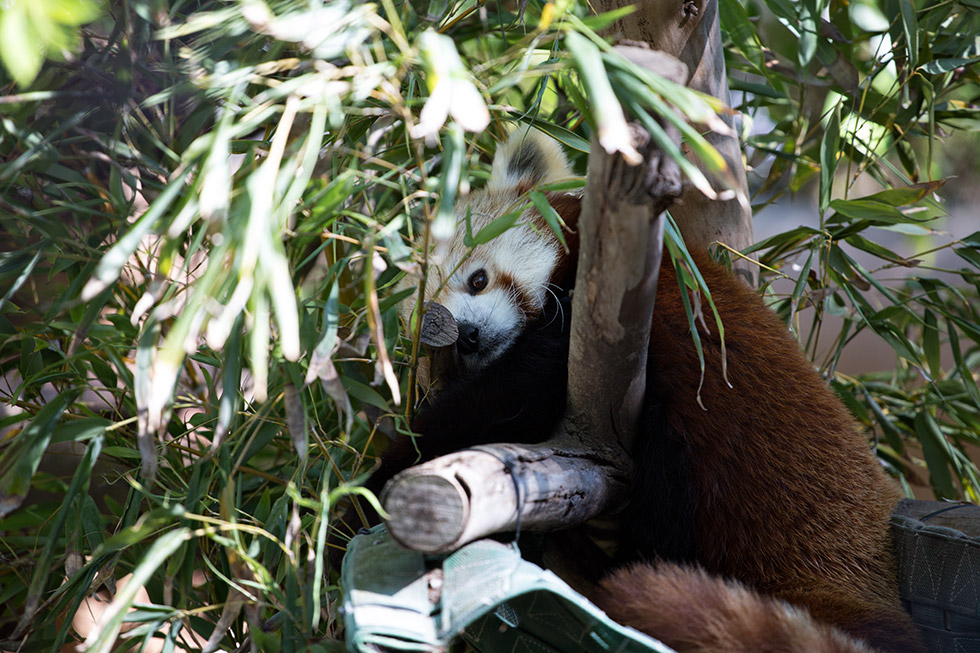 Red Panda