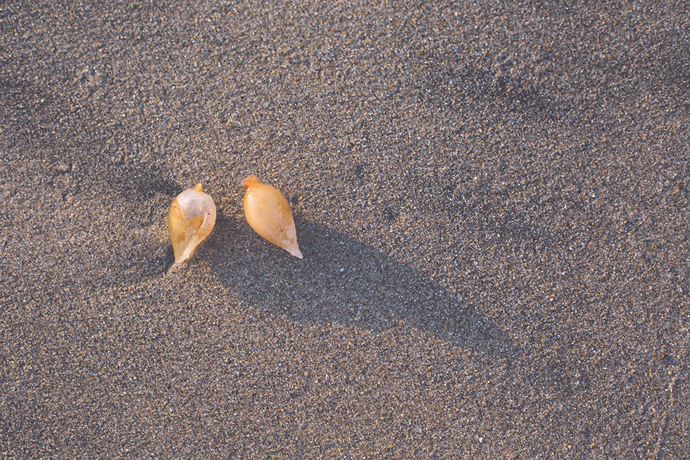 Corona Del Mar seaweed