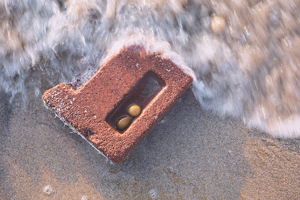 Seaweek inside a brick