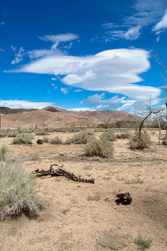 Cattle and livestock graveyard near Lone Pine