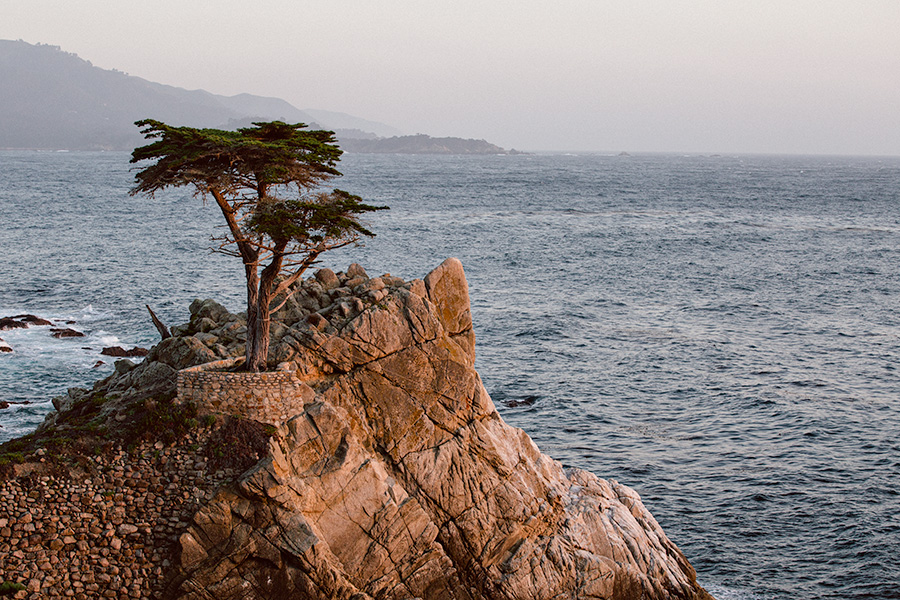 Monterey Tree