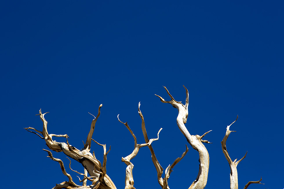 Ancient Bristle Cone Pine Forest tentacles