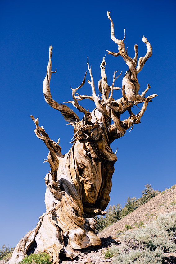 Ancient Bristle Cone Pine Forest