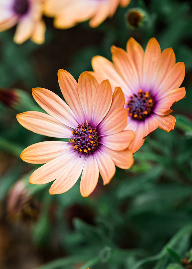 Flowers of some sort