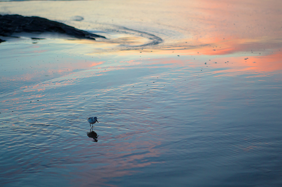 Beach bird sunset