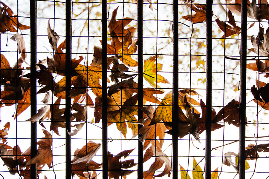 View from abandoned cage, old Griffith Park Zoo