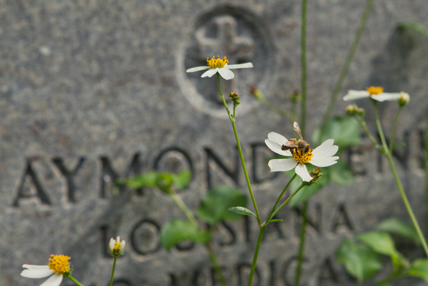 Bee on a tombstone
