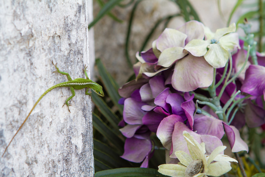 Lizard in a cemetery