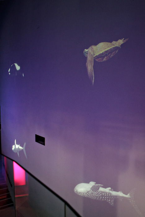 Floating animals, Paris aquarium