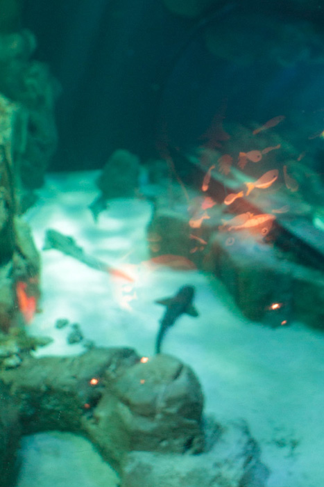 Ghosts at the Paris Aquarium
