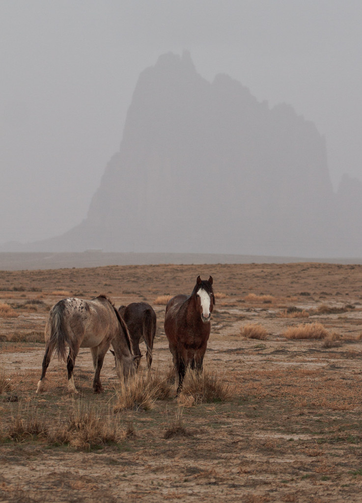 Horses in the rain near Shiprock, NM