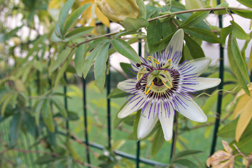 Flower, Butte aux Cailles