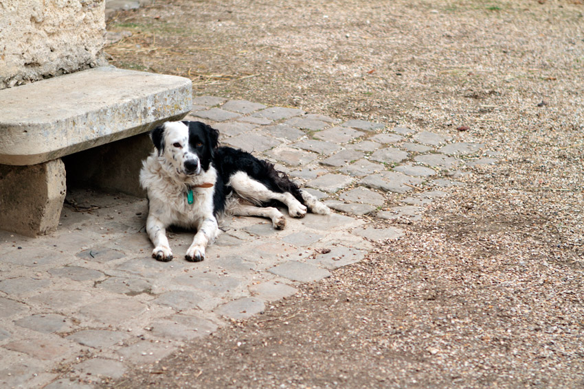 Canine resident at the farm at Marie Antoinette's estate