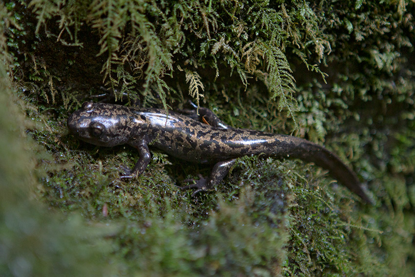 Jake Reinig Travel Photographer Waterfall Gecko