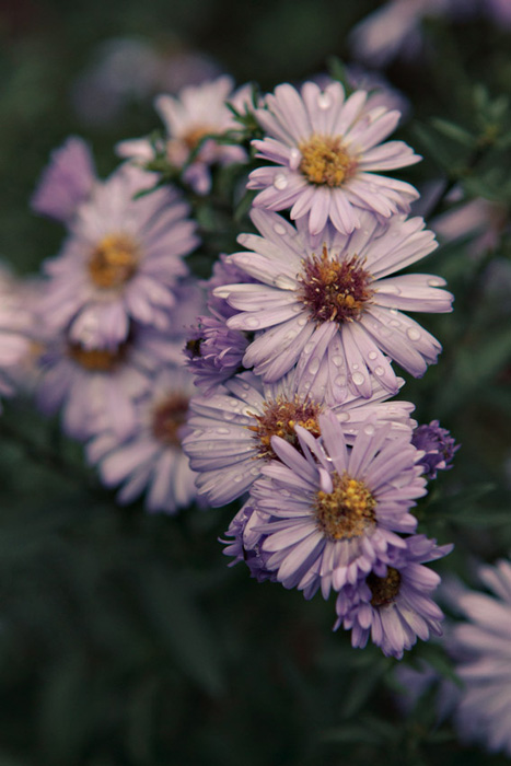 Flowers at Parc Montsouris