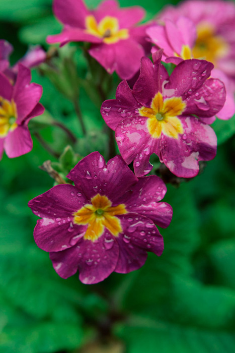 Flowers after the rain, Parc Montsouris