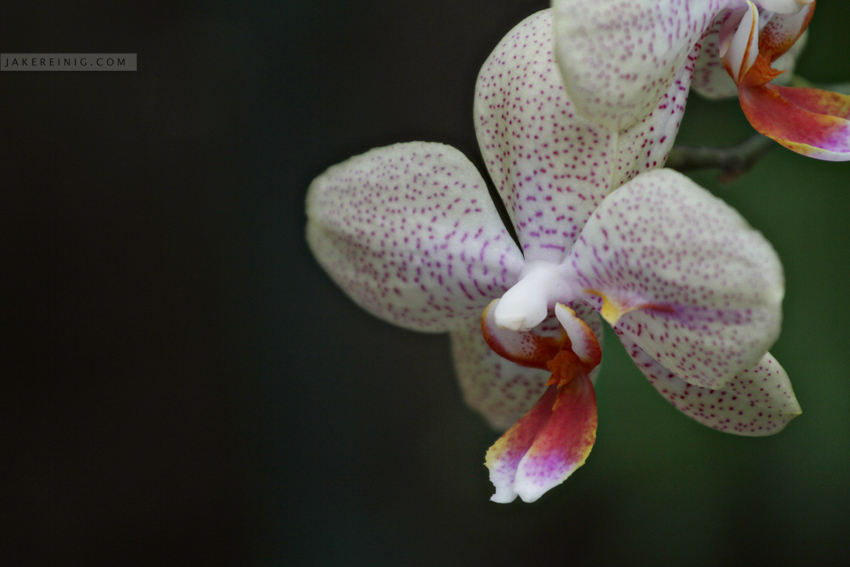 Orchid, Los Angeles Arboretum