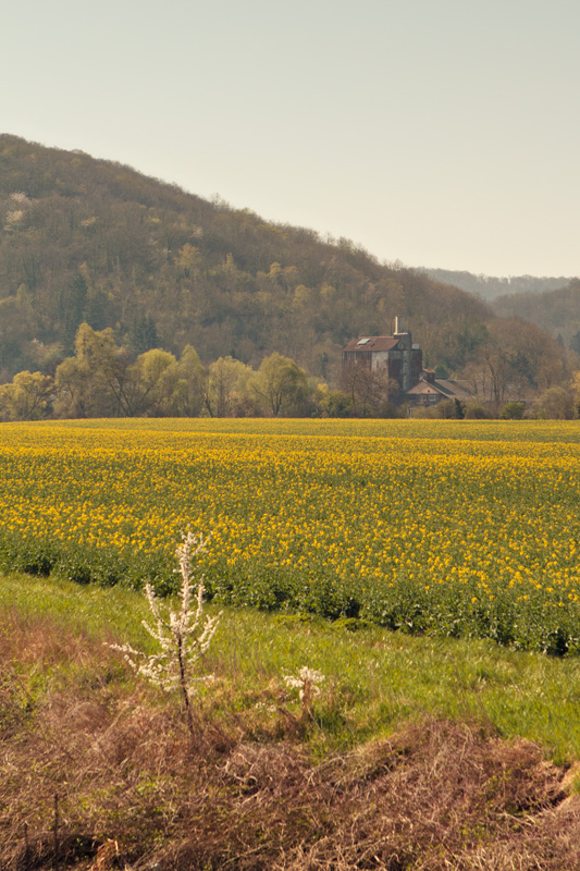 Wildflower field on the way to Giverny by bike