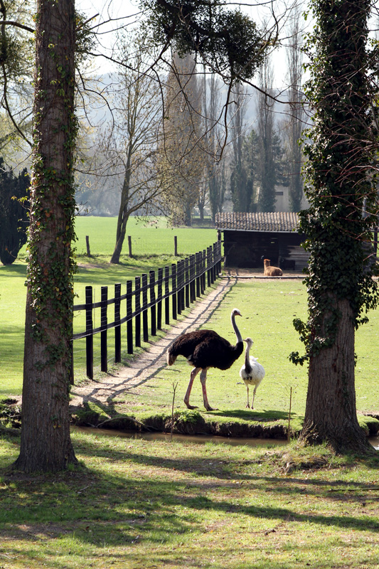 Surprise ostriches near Giverny. Also, surprise alpaca. 