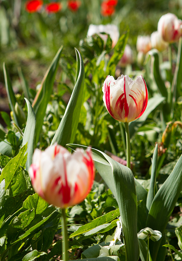 France tulips