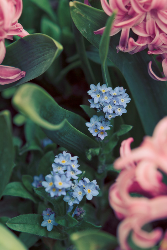 Flowers at Giverny