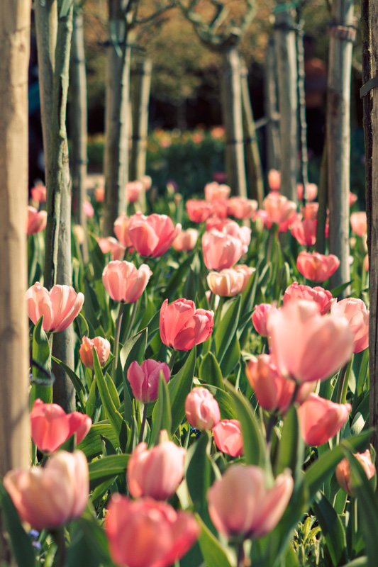 Tulips at Giverny