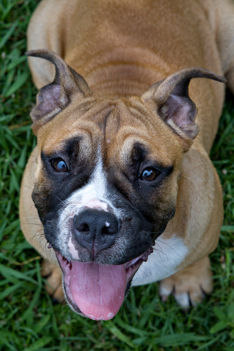 The puppy who was always underfoot