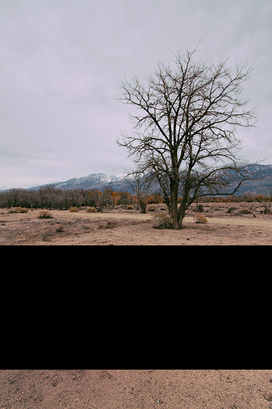 Jake Reinig Travel Photography Lone Pine Cattle Livestock Graveyard