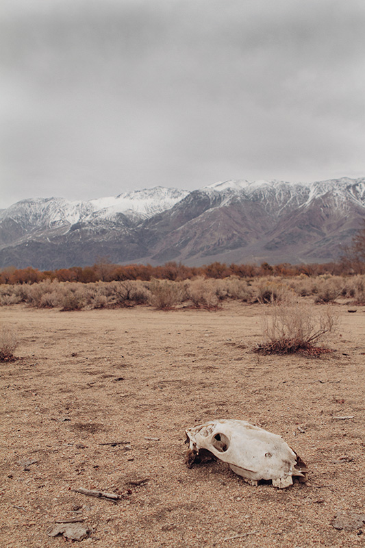 Jake Reinig Travel Photography Lone Pine Cattle Livestock Graveyard