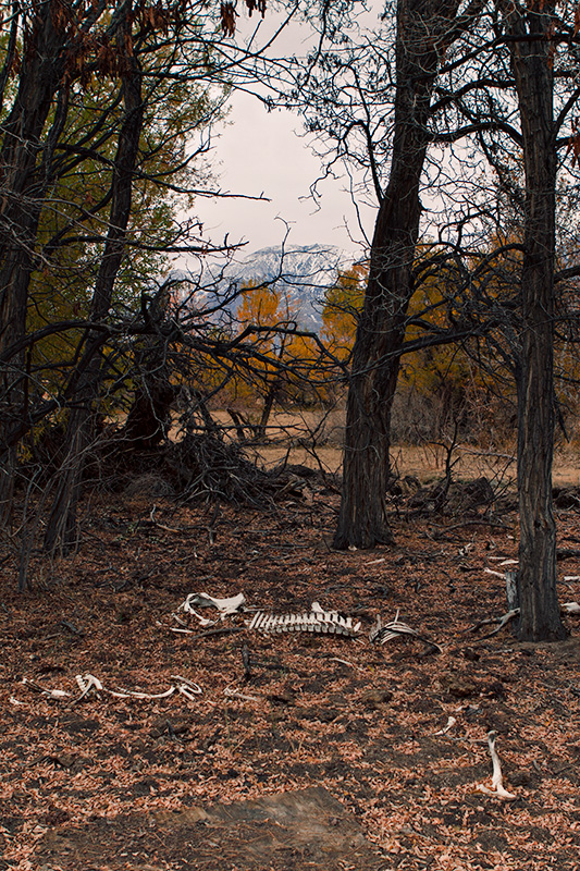 Jake Reinig Travel Photography Lone Pine Cattle Livestock Graveyard