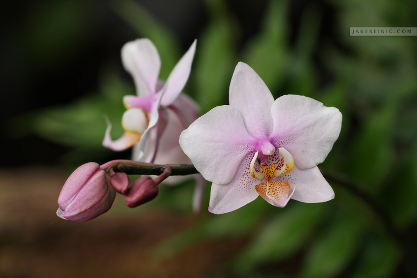Orchids, Los Angeles Arboretum