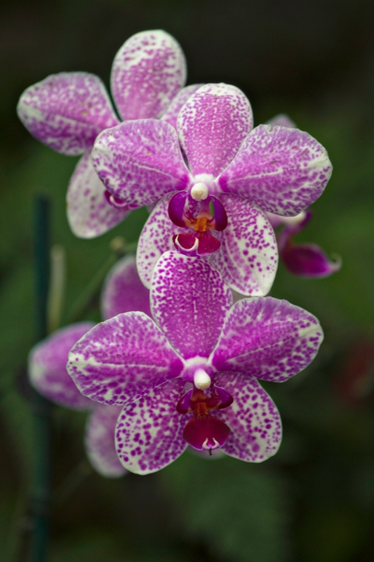 Orchids, Los Angeles Arboretum