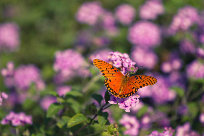 Butterfly, Los Angeles Arboretum