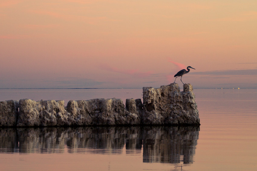 A bird hunting at sunset, Salton Sea